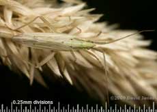 Unidentified mirid bug on grass seed head
