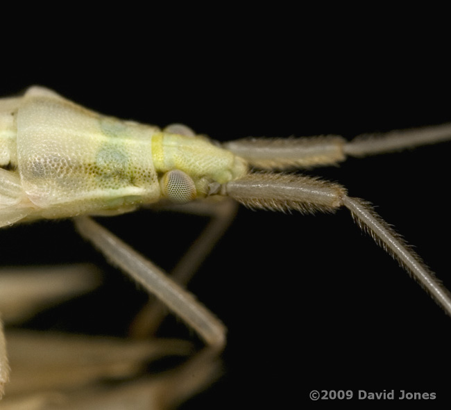 Unidentified mirid bug on grass seed head - 2 close-up