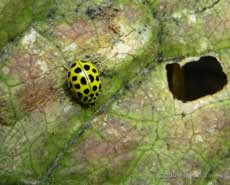 22-spot Ladybird feeds on mildew on Garlic Mustard leaf