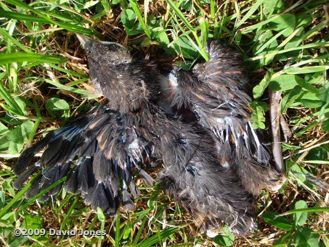 One of five dead Blackbird chicks, 3 June