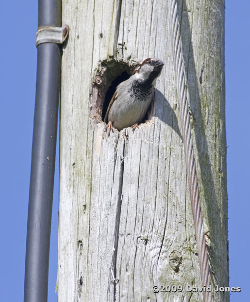 Male House Sparrow in woodpecker hole, 3 June