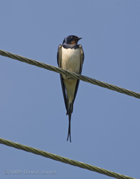 Swallow rests on a power line, 3 June - 2