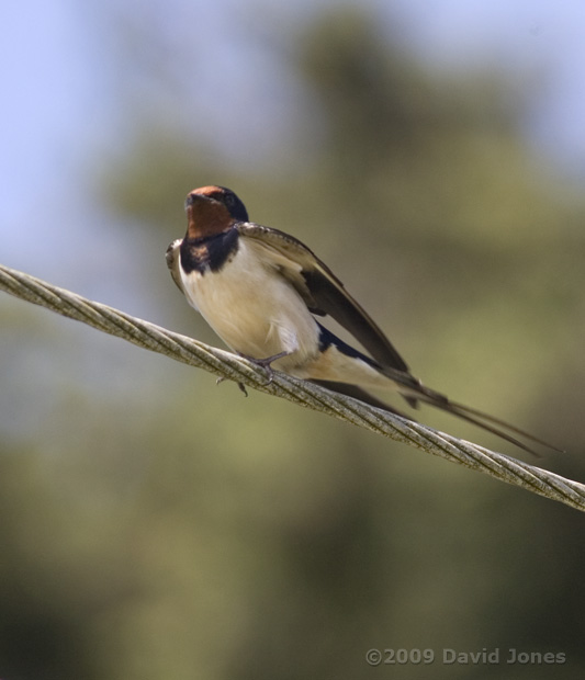 Swallow rests on a power line, 3 June - 1
