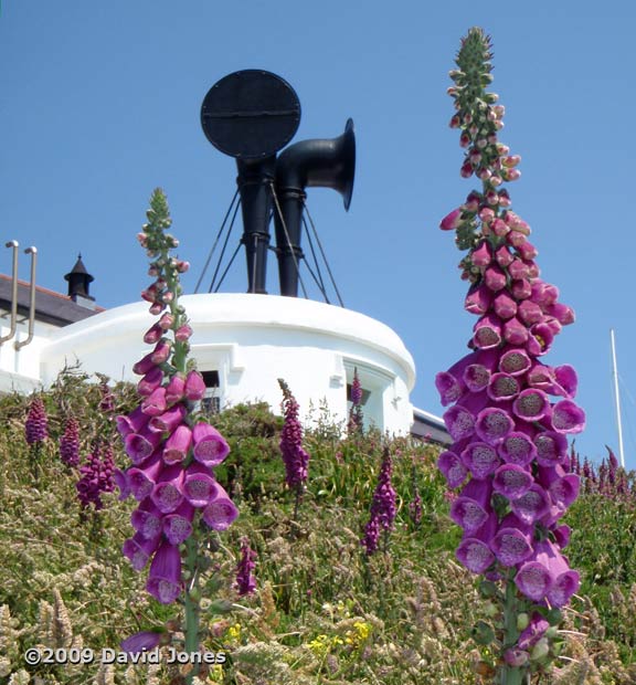 Foxgloves in front of the foghorns at Lizard Point, 4 June