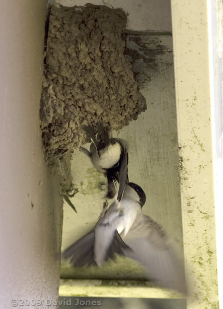 House Martins under the eves of our cottage, 4 June