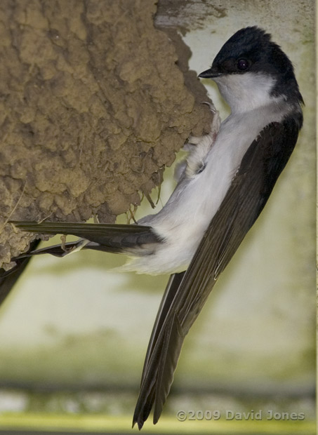 House Martins under the eves of our cottage, 4 June - 2