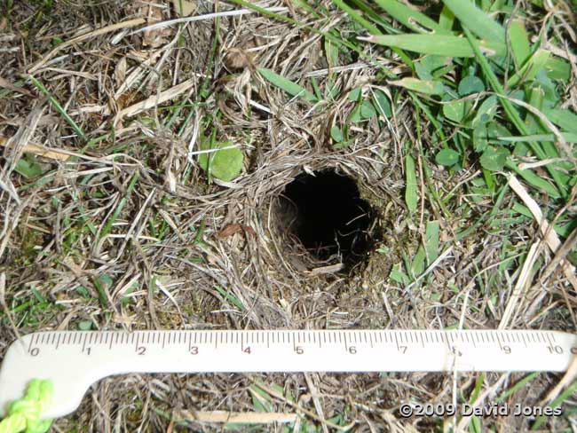 An entrance to a Field Vole burrow, 4 June