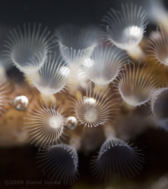 Bryozoans on seaweed, 5 June