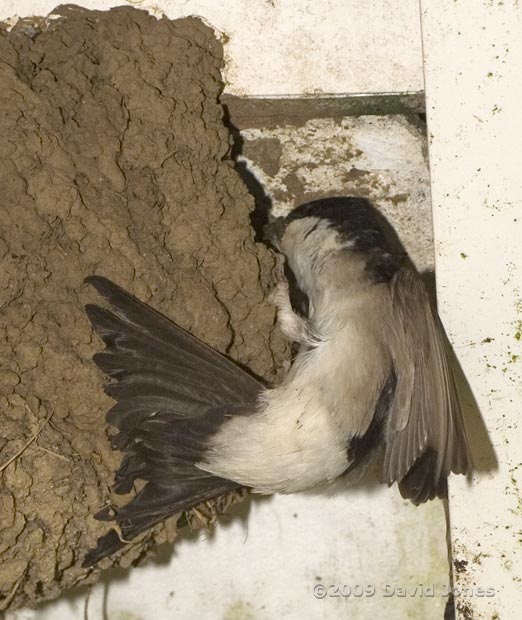 House Martin brings mud to patch its nest - 1