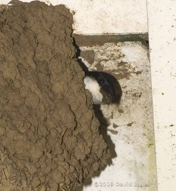 House Martin brings mud to patch its nest - 2