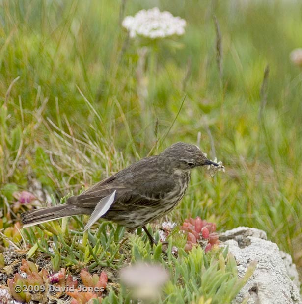 Rock Pipit with grubs - Lizard Point, 8 June - 1
