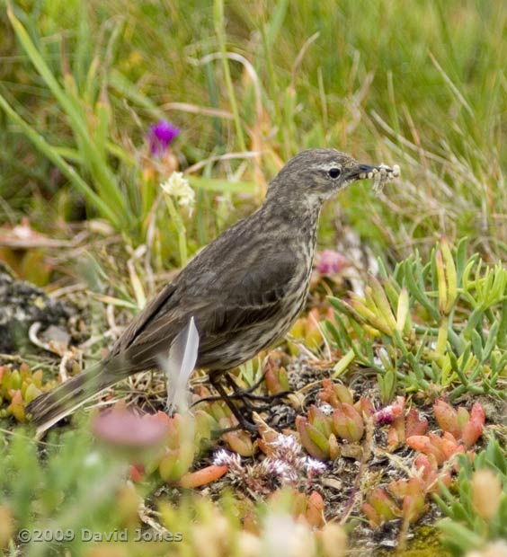Rock Pipit with grubs - Lizard Point, 8 June - 3