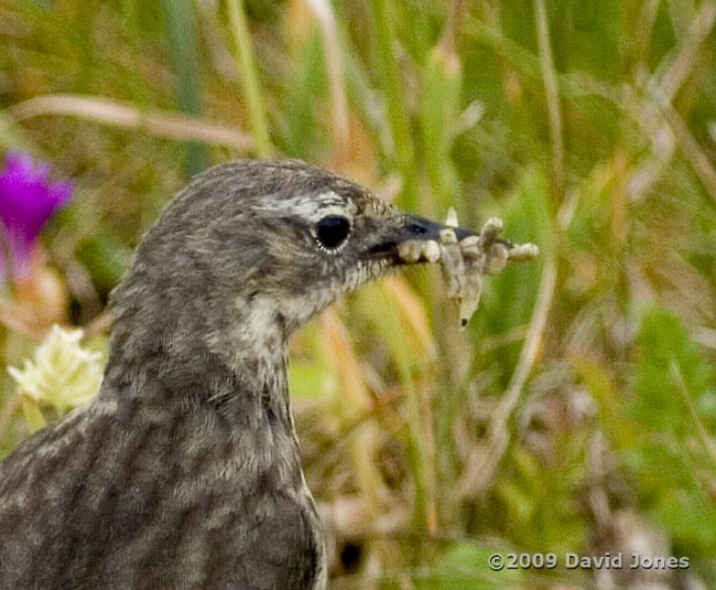 Rock Pipit with grubs - Lizard Point, 8 June - 4
