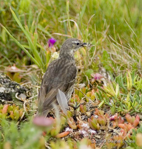 Rock Pipit with grubs - Lizard Point, 8 June - 2