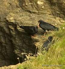 Choughs on the cliffs at Lizard Point, 9 June 2009
