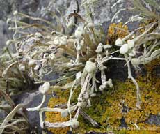 Sea Ivory (a lichen) on rocks at Porthallow