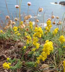 Bedstraw in bloom above cliffs at Lizard Point, 10 June 2009