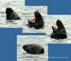 Grey Seal at Porthallow Cove, 13 June 2009
