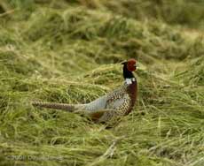 A Pheasant in the field behind Pinetrees, 15 June