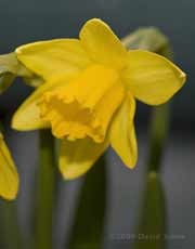 A Daffodil for St. David's Day