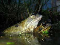 A pair of frogs at dusk