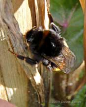 Bumblebee on Reedmace