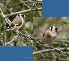 Goldfinch in the Hawthorn