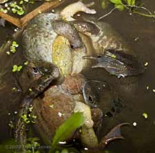 Frogs in an amplexus scrum