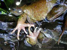 Frogs in an amplexus scrum - 'hands' of the female