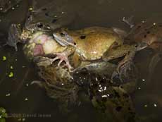 Frogs in an amplexus scrum - female's tongue protrudes from mouth