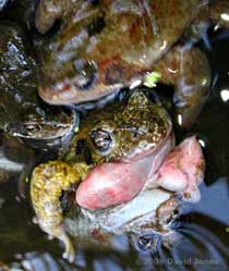 Male frogs continue to join amplexus scrum around possibly dead female