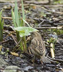 Sparrow eats bit of Marsh Marigold leaf