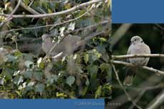 Collared Doves take an interest in the Ivy tree