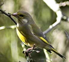 Greenfinch in the Hawthorn