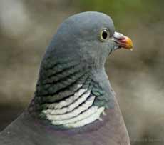 Wood Pigeon with ruffed up feathers