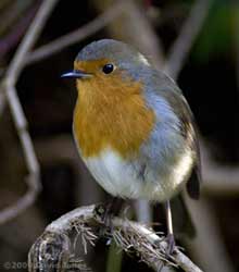 Male Robin next to Ivy tree