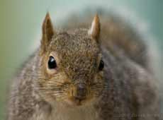 Squirrel in close-up