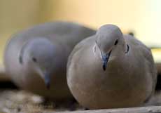 Collared Doves on bird table