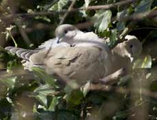 Collared Doves in the Ivy Tree
