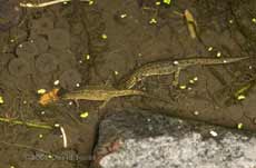 Smooth Newts hunting