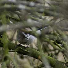 Long-tailed Tit with feather (hidden in Hawthorn tree)