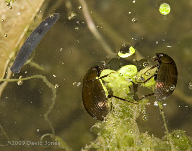 Aquatic beetles (Hydobius fuscipes?) and flatworm