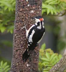 A male Greater Spotted Woodpecker visits the peanut feeder