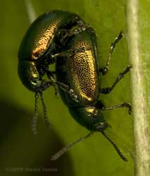 Beetles (unidentified) mating on Dandelion leaf