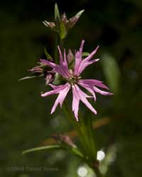 The first Ragged Robin flower opens