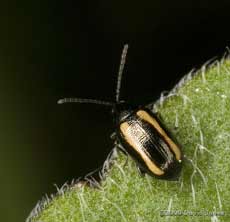 Longitarsus dorsalis (nationally scarce flea beetle)