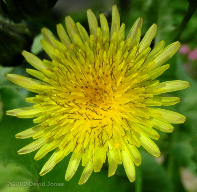 Common Sowthistle - close-up