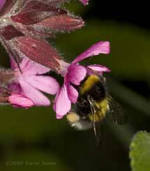 Common Garden Bumblebee at Red Campion flower