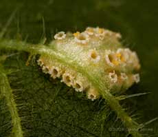 Nettle leaf fungus - fungal sporing on underside of leaf (view b)