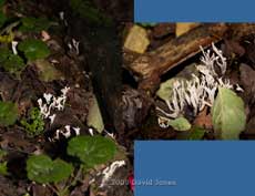 Stag's Horn, or Candle-snuff fungi (Xylaria hypoxylon) on decaying logs